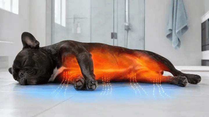 Thermal view: body heat leaves a dog almost exclusively through the belly, inner thighs, and paw pads.