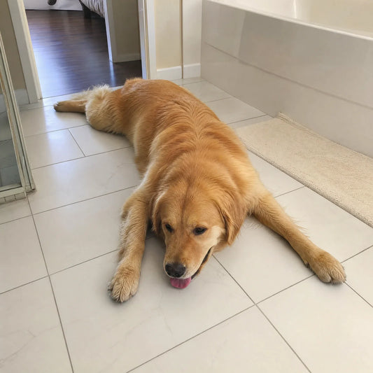 A golden retriever cooling off on white bathroom tiles on a hot day