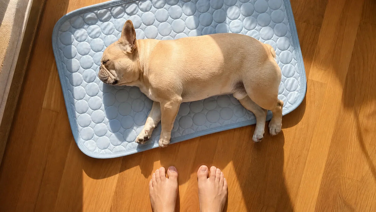 No water, no gel, no power. The mat starts working the moment the dog lies down on it.
