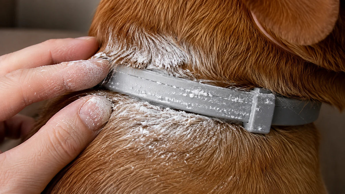 The white residue on chemical collars transfers to fur, furniture, and hands. It is not just on the dog.