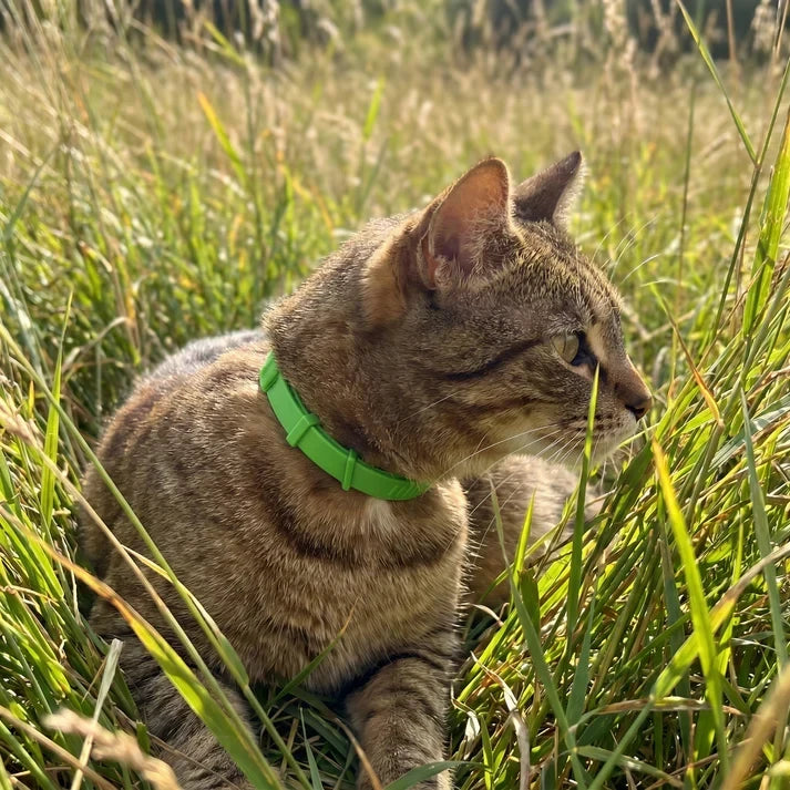 Cat in tall grass wearing Furtect flea and tick collar