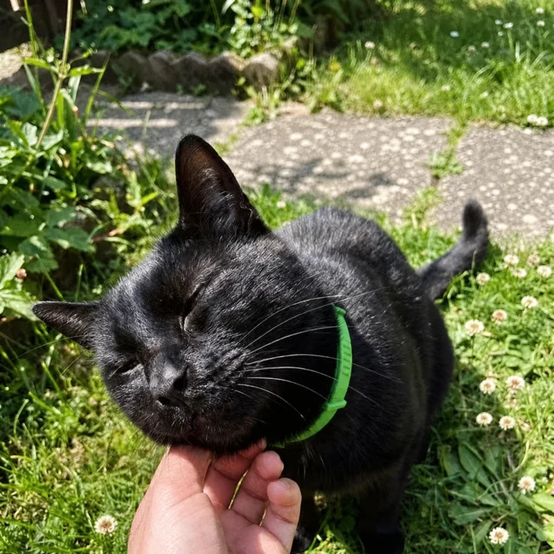 Black cat in garden wearing Furtect flea and tick collar