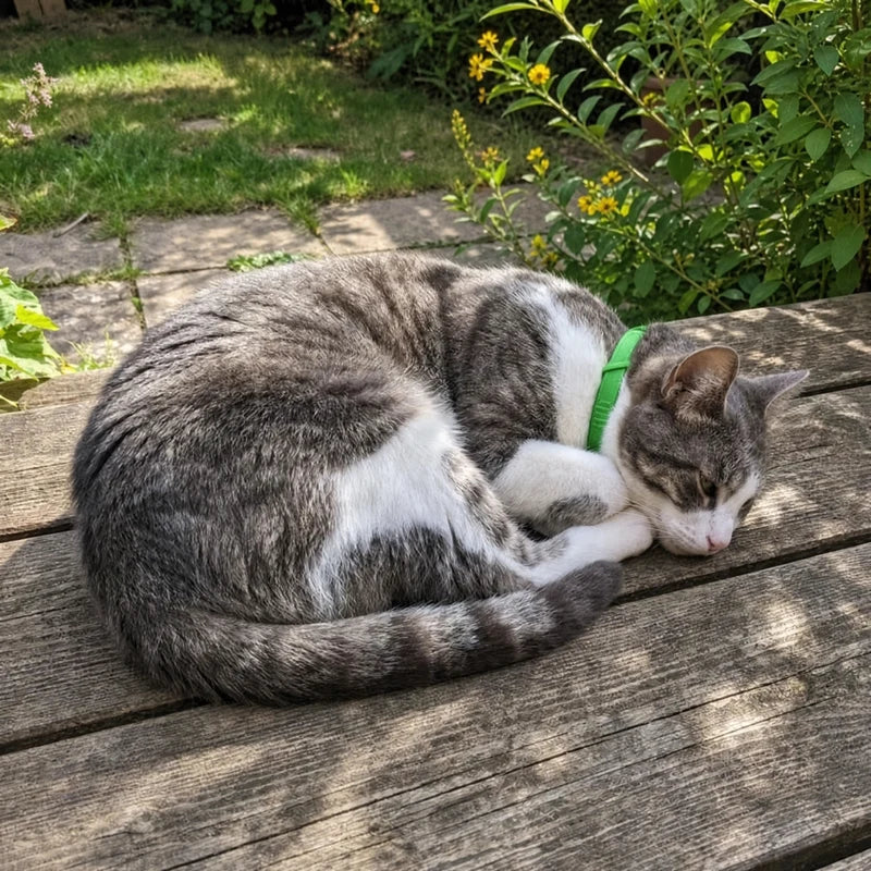 Cat sleeping outdoors wearing Furtect flea and tick collar