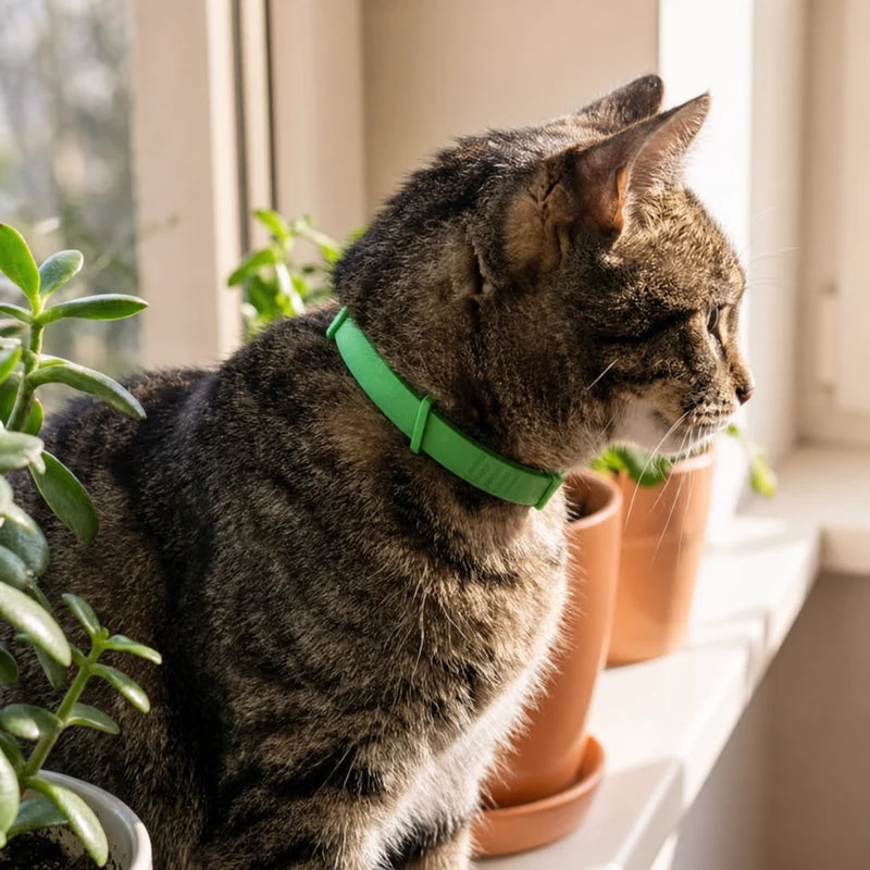 Tabby cat on windowsill wearing Furtect flea and tick collar