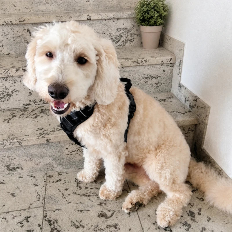 Goldendoodle wearing Furtect anti-pull harness on stairs