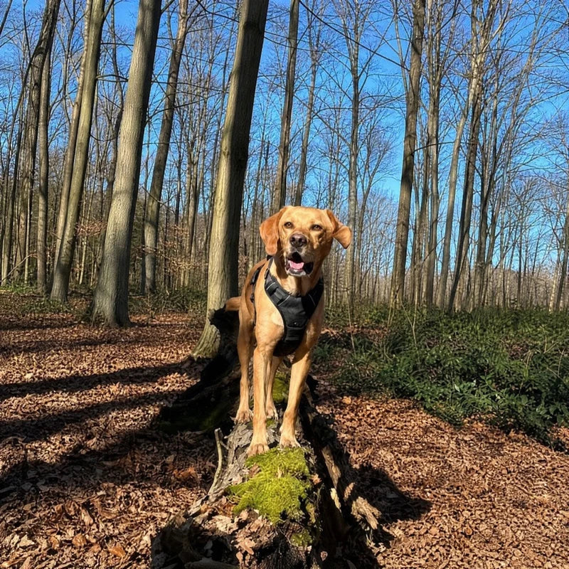 Dog hiking in forest wearing Furtect anti-pull harness