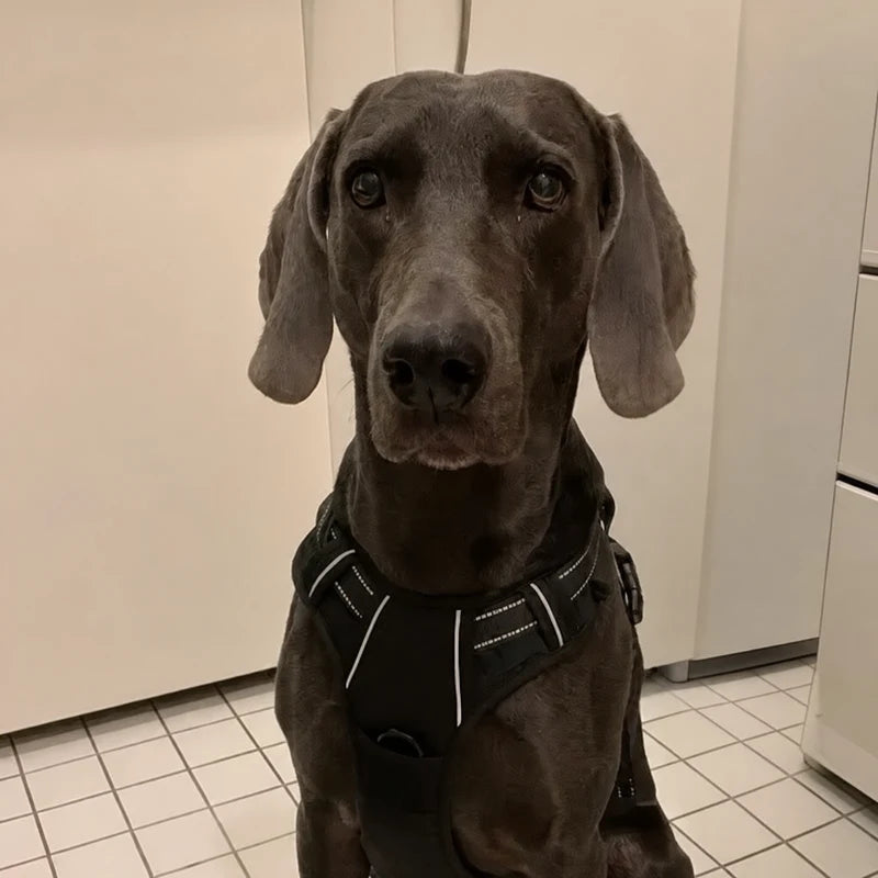 Weimaraner wearing Furtect anti-pull harness