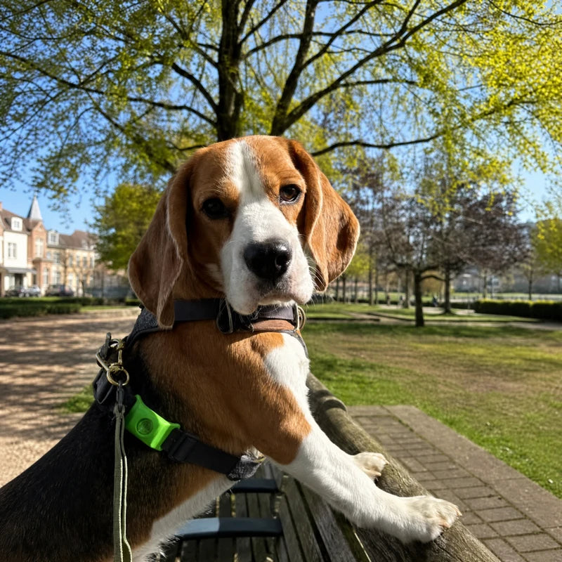 Beagle in the park with Furtect flea and tick pendant on harness