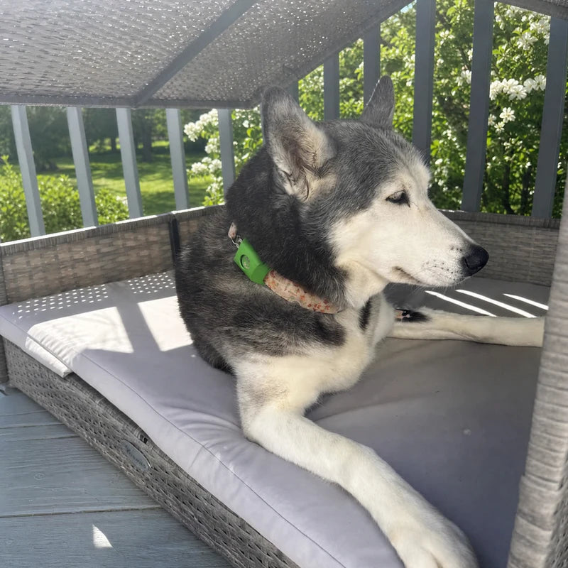 Husky relaxing outdoors with Furtect flea and tick pendant