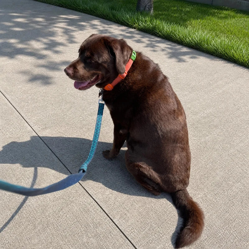 Chocolate Labrador on a walk with Furtect flea and tick pendant