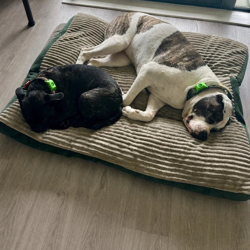 Two dogs sleeping with Furtect flea and tick pendants on their collars