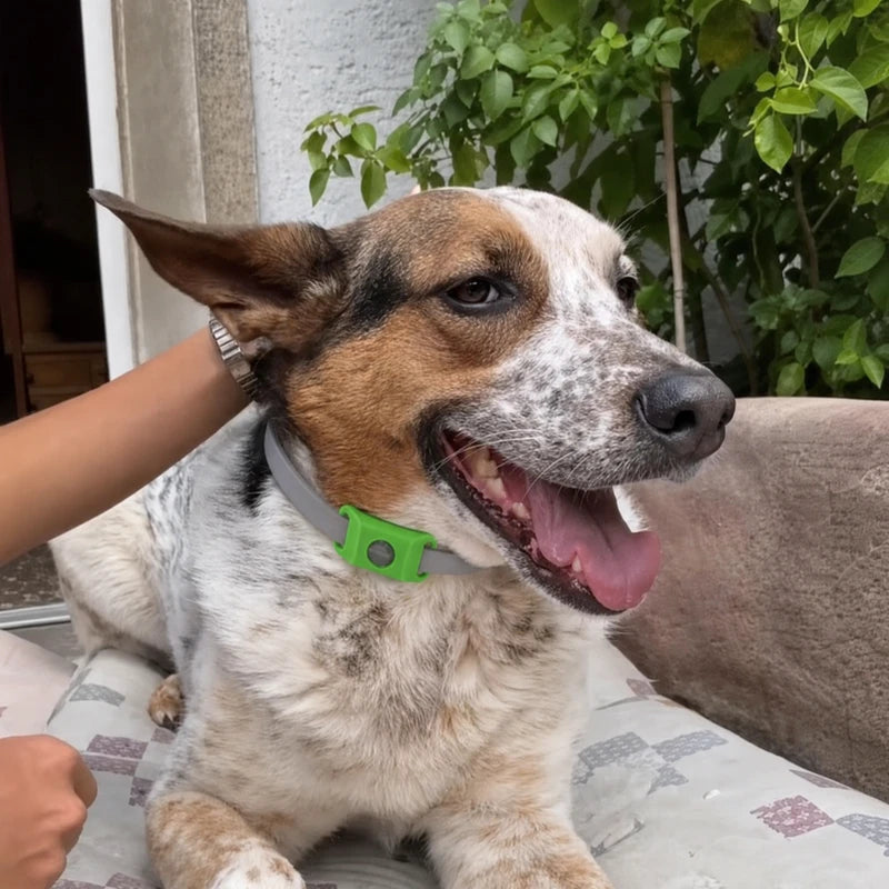 Happy dog wearing Furtect flea and tick pendant on collar
